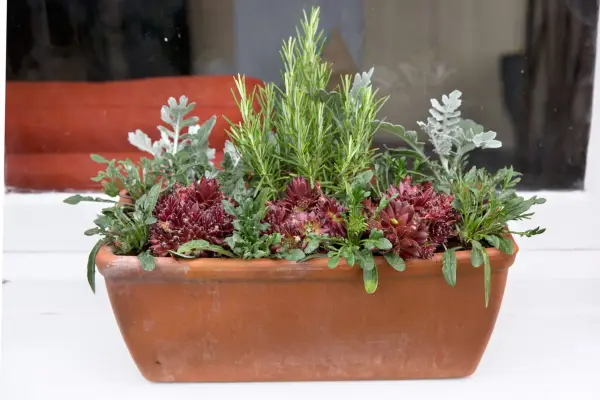 Rosemary and sempervivum window box