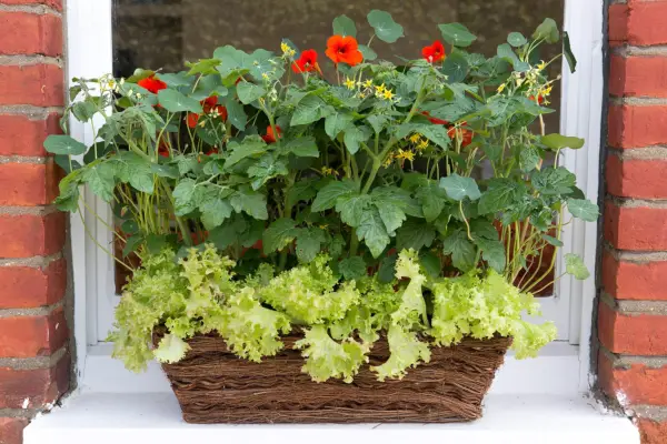 Tomato, lettuce and nasturtium window box