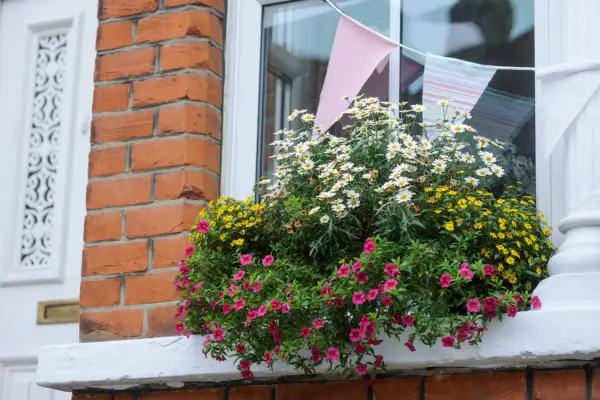 Bidens and petunia window box