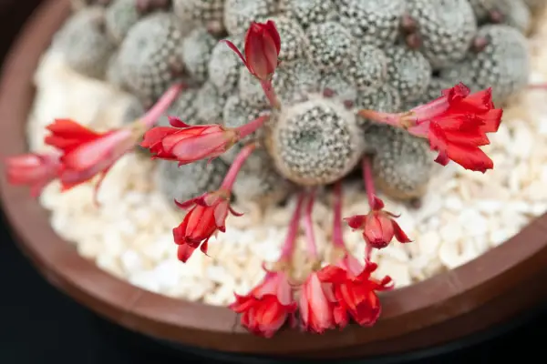 반박 '다크 엔젤'