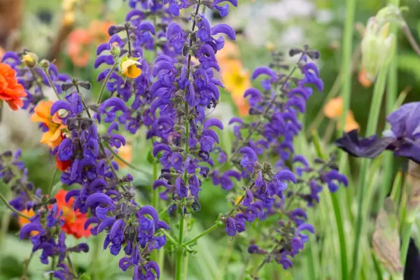 Salvia Spatensis 'Twilight Serenade'