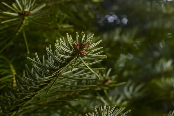 Abies Nordmanniana