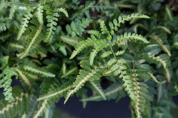 Arachniodes mai simplu „variegata”