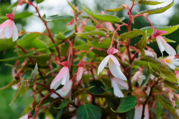 Begonia 'millioner kyss eleganse'