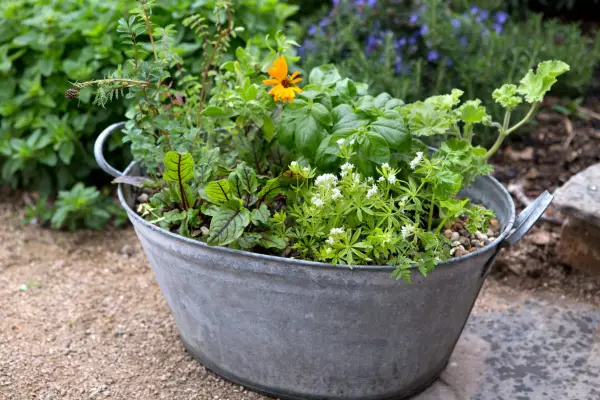 Herbs in a tin bath