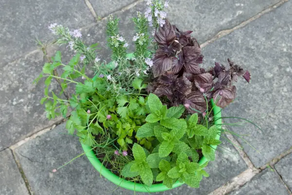 Herb pot for vegetables