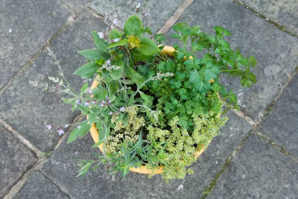 Herb pot for poultry