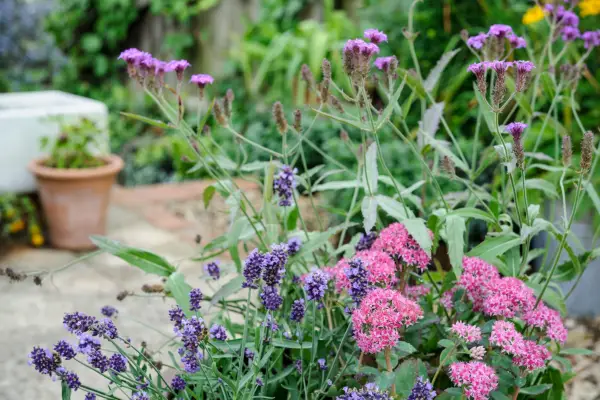 Sedum, lavender and verbena