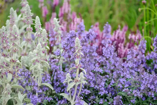 Stachys and catmint