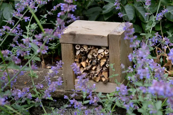 Bee hotel with catmint