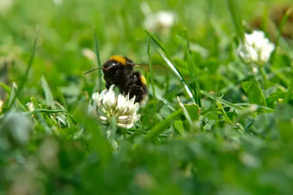 Bumblebee feeding from a lawn clover