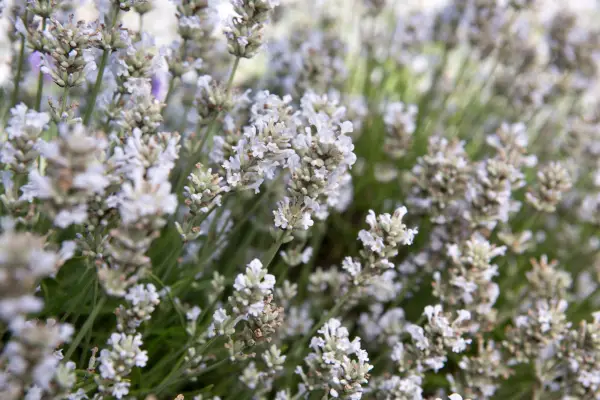 „Spălare caldă” din zori