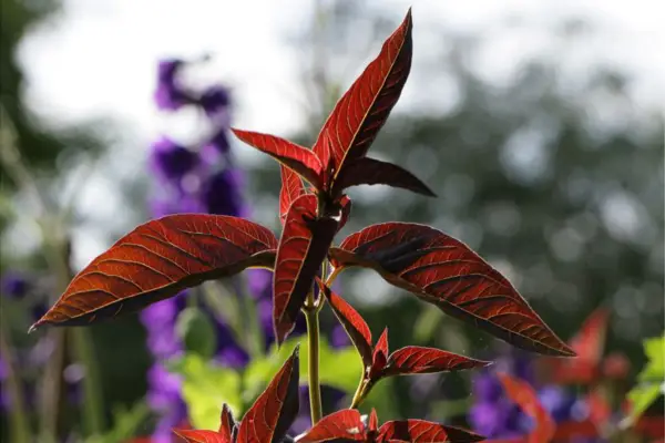 Lysimachia ciliata 'Firecracker'