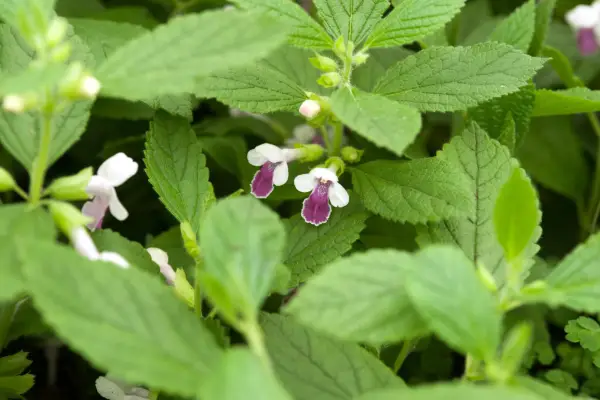 Melittis Melissophyllum 'Royal Velvet Distinction'