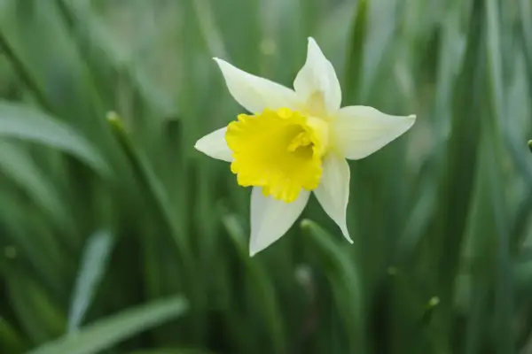 Narcis „Mickey Mouse”