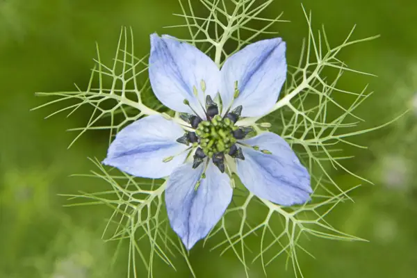 Nigella Damascena 'Miss Jekyll'