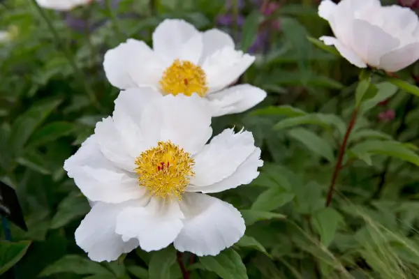 Paeonia lactiflora 'White Wings'