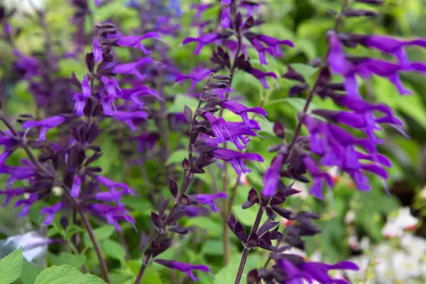 Salvia 