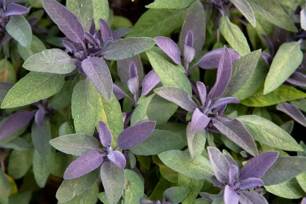 Salvia officinalis 