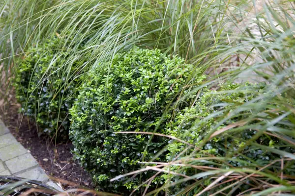 Box (Buxus sempervirens) balls