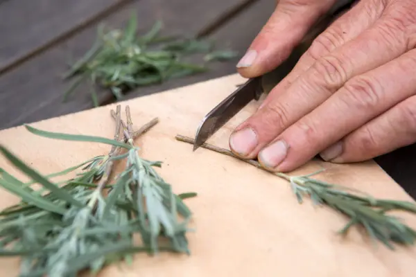 Taking semi-ripe lavender cuttings