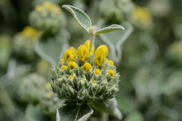 A flowerhead of opening yellow phlomis fruticosa buds