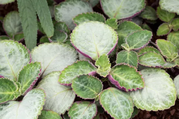 Plectranthus oertendahlii 'Uvongo'