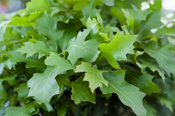 Quercus Palustris 'Green Dwarf'