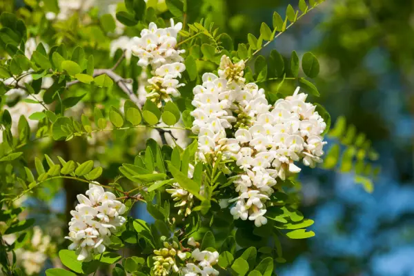 Robinia pseudoacacia