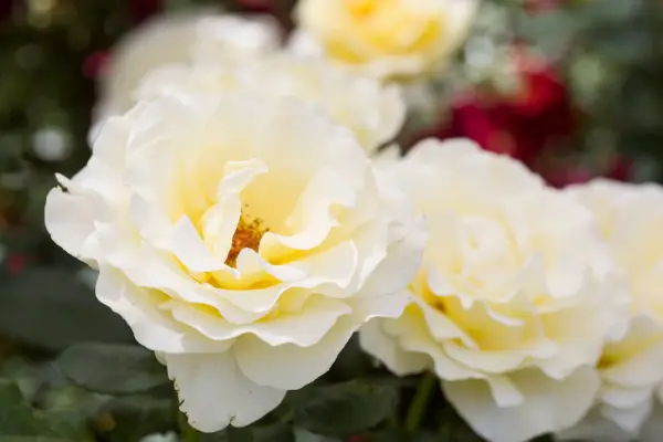 Rosa (Hybrid Tea Group) „Elina“