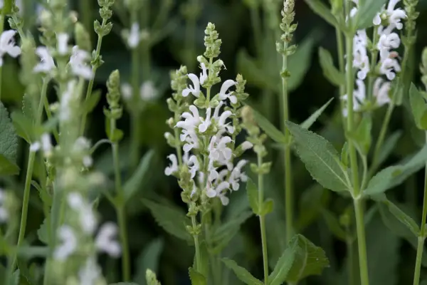Salvia x Sylvestris 'Schneehügel'