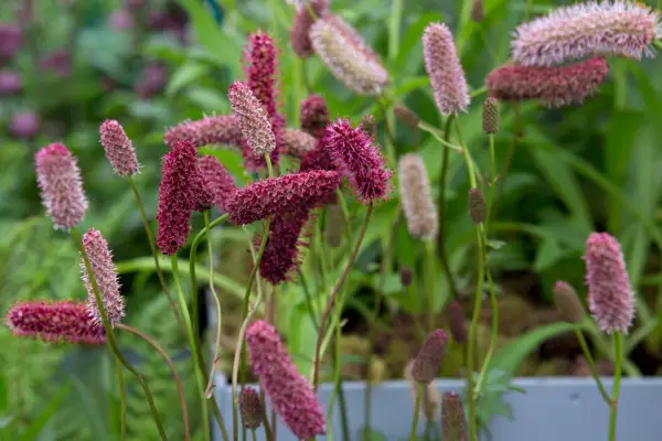 Sanguisorba Menziesii