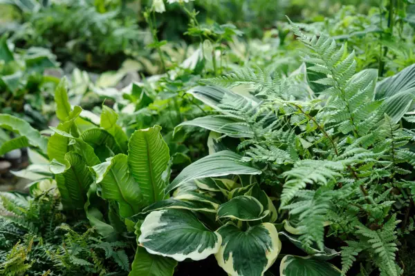 Ferns and hostas in a shady planting scheme