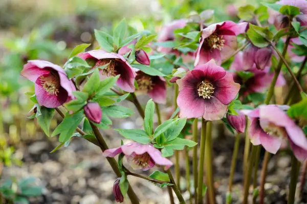 Purple-pink hellebores in flower