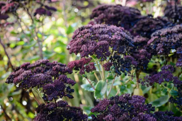 Purple sedums in bloom