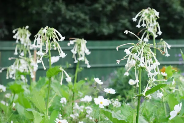 Scented Nicotiana sylvestris in bloom