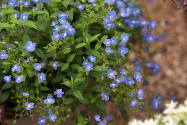 ורוניקה צל 'ג'ורג'יה כחול'