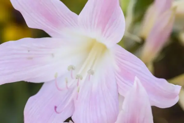 Amaryllis Belladonna