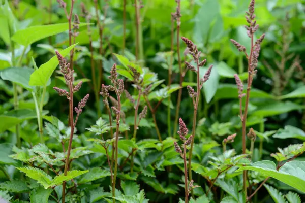 Astilbe 'Herz und Seele'