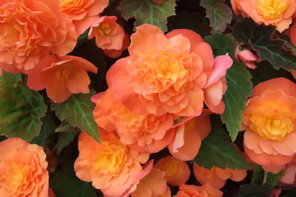 베고니아 '배드 롭'