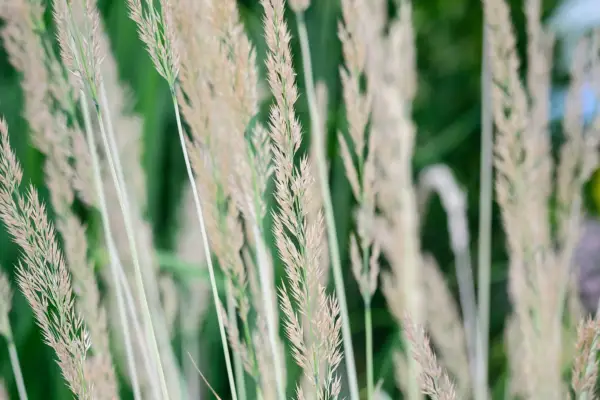 Calamagrostan 'Avalanche'