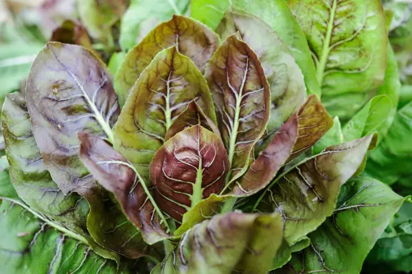 Cichorium Intybus 'Palla Rossa'