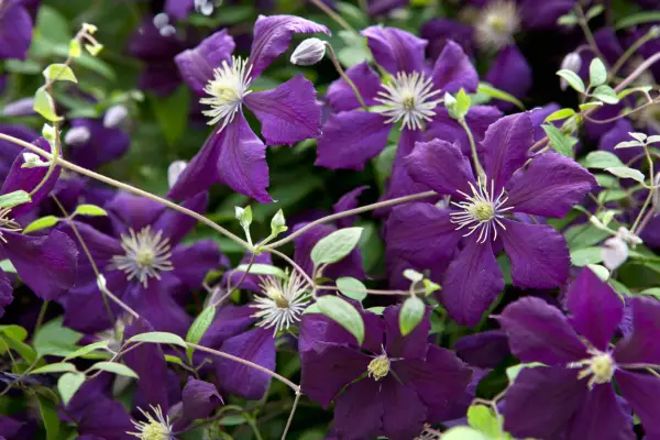 クレマティス「ブルーベル」