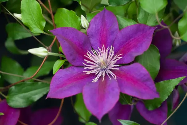 Clematis 'Picardy'