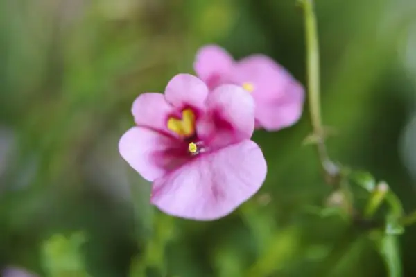 Diascia Personata 'Hopleys'