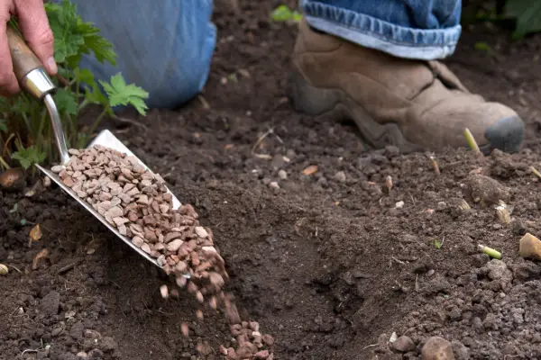 Get the best from wet soil - add grit when planting