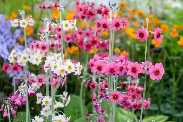Get the best from wet soil - candelabra primulas