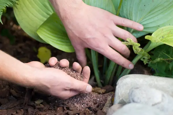 Protecting a hosta from slugs and snails