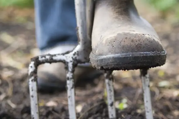 Forking over the soil