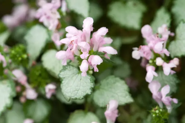 Lamium maculatum 